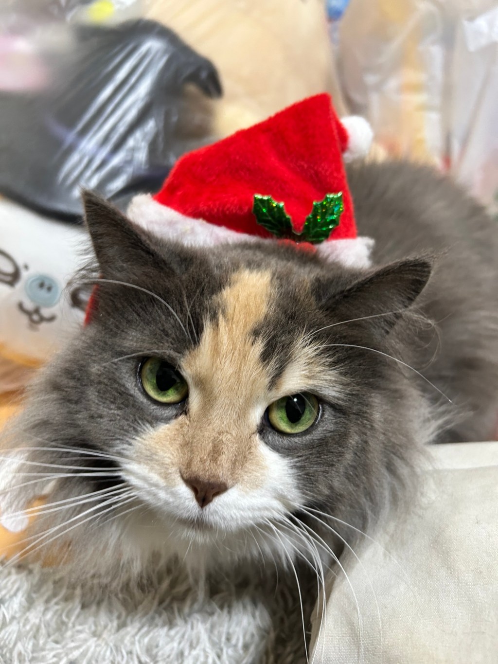 世界一周！はまとめてできないけれど